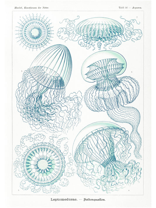 Méduses - Ernst Haeckel - Affiche Kunstformen der Natur