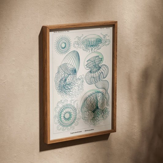 Méduses - Ernst Haeckel - Affiche Kunstformen der Natur, affiche dans un cadre en chêne posé de biais sur un mur texturé
