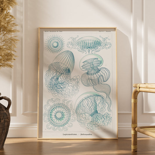Méduses - Ernst Haeckel - Affiche Kunstformen der Natur, affiche encadrée dans un intérieur élégant, herbes séchées et chaise
