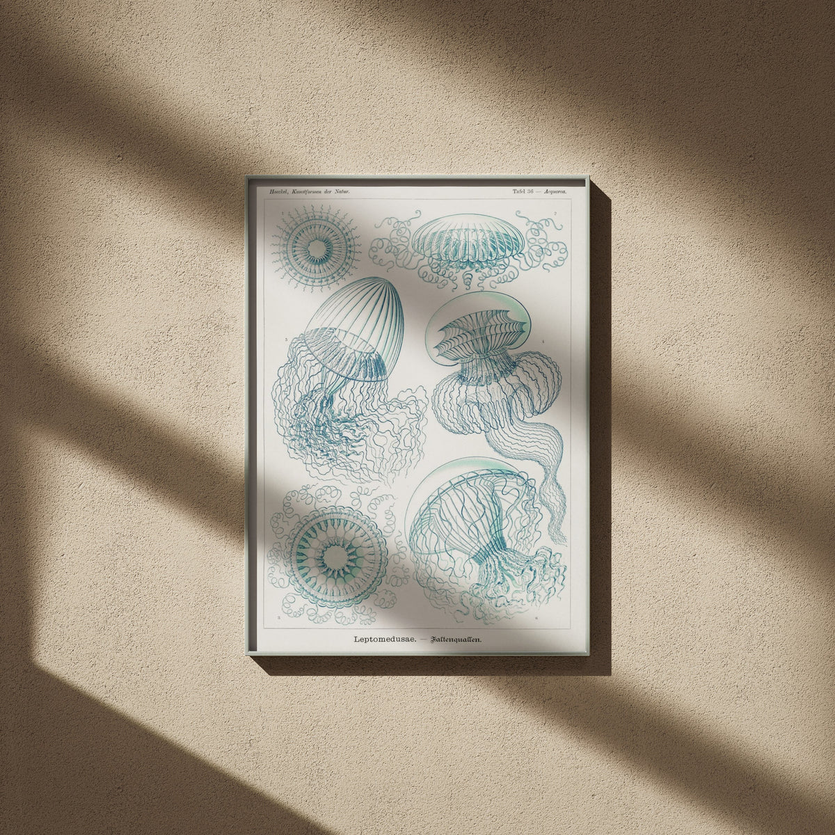 Méduses - Ernst Haeckel - Affiche Kunstformen der Natur, affiche encadrée sur un mur beige, ombres de fenêtre