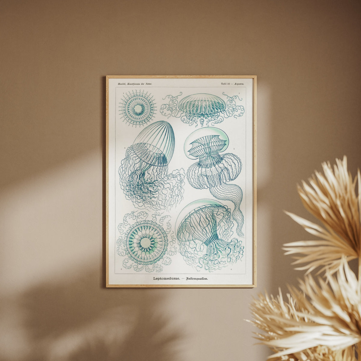 Méduses - Ernst Haeckel - Affiche Kunstformen der Natur, affiche encadrée sur un mur beige, pampas au premier plan