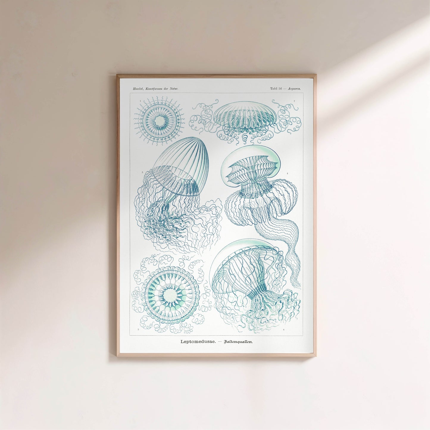 Méduses - Ernst Haeckel - Affiche Kunstformen der Natur en situation
