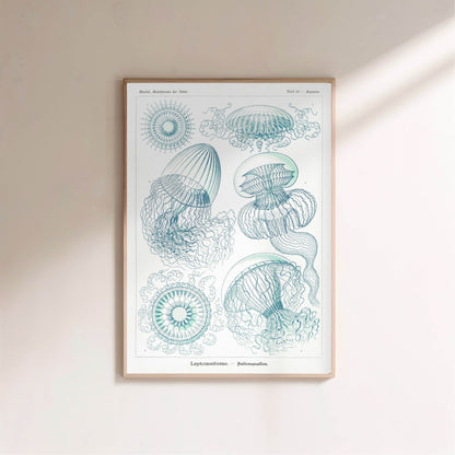Méduses - Ernst Haeckel - Affiche Kunstformen der Natur, affiche encadrée sur un mur clair