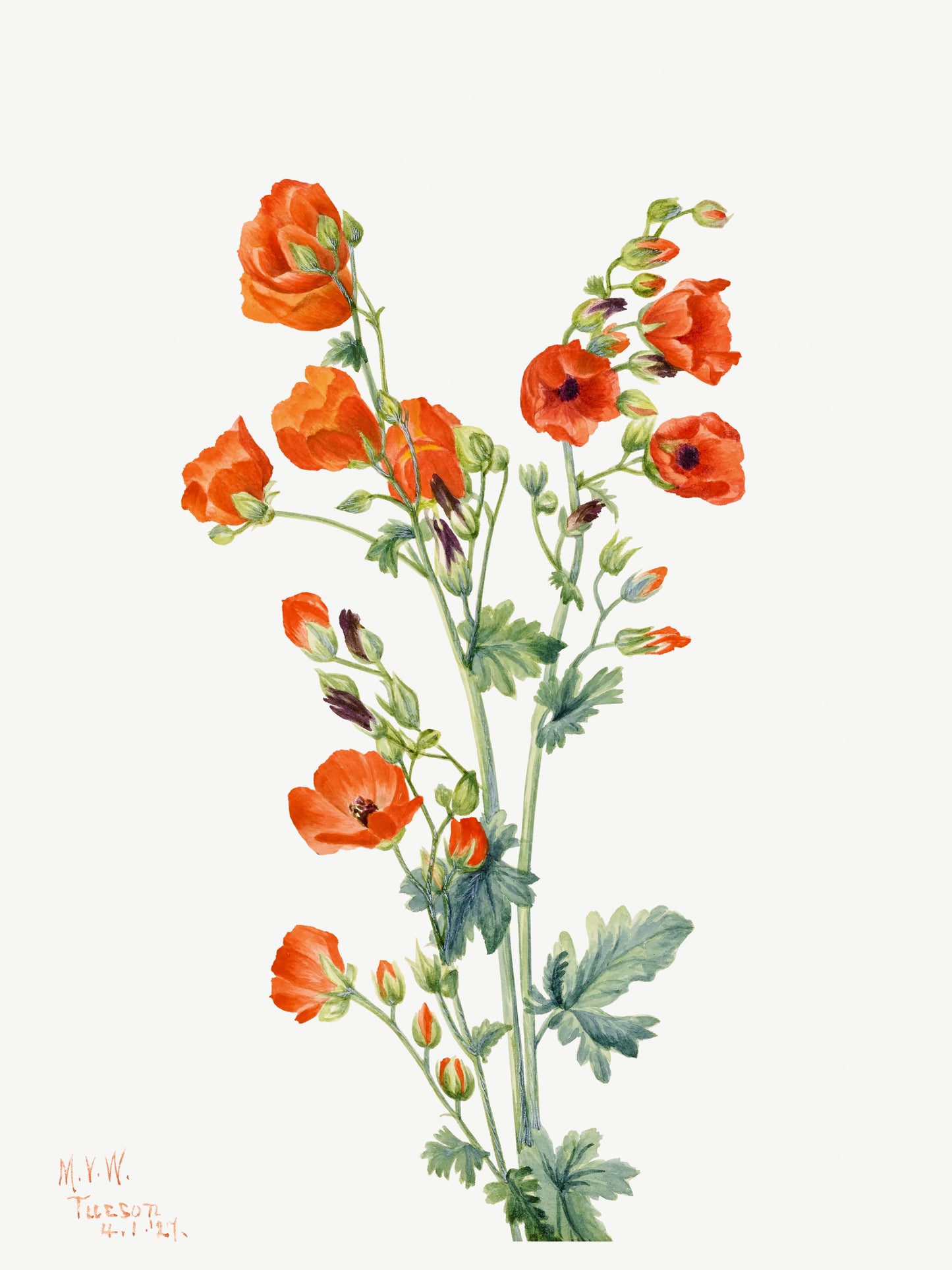 Rose Tremiere Rouge - Mary Vaux Walcott - Illustration Botanique 1921