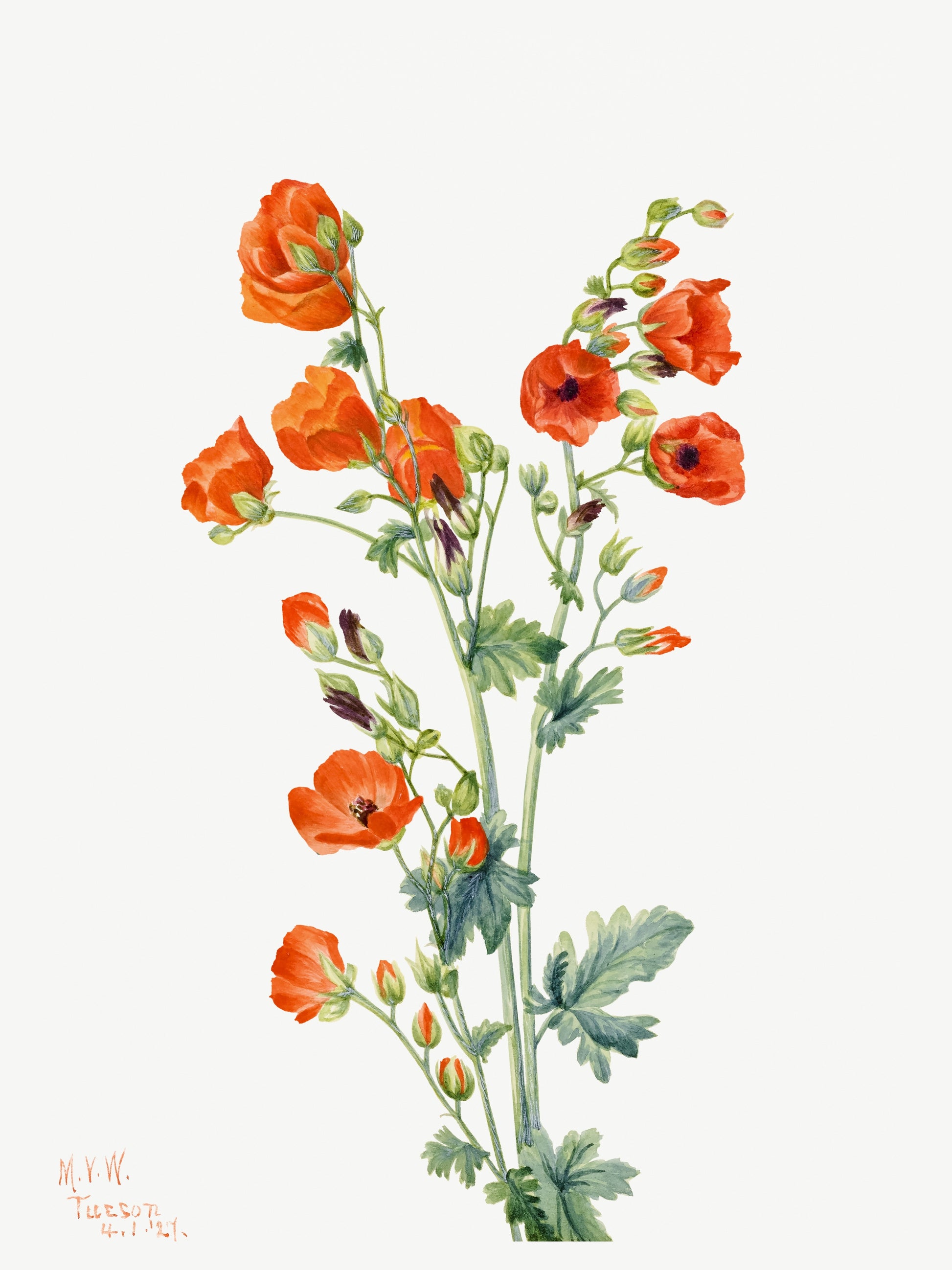 Rose Tremiere Rouge - Mary Vaux Walcott - Illustration Botanique 1921