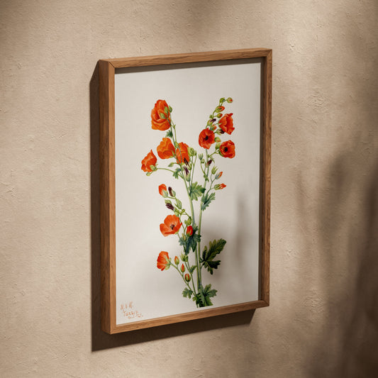 Rose Trémière Rouge - Mary Vaux Walcott 1921 - Illustration, affiche dans un cadre en chêne posé de biais sur un mur texturé