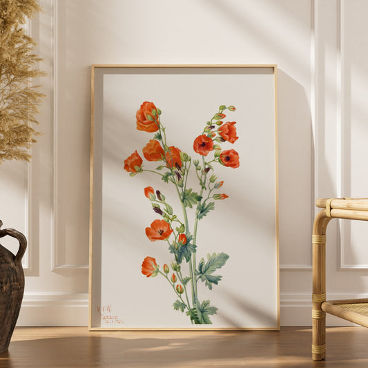 Rose Trémière Rouge - Mary Vaux Walcott 1921 - Illustration, affiche encadrée dans un intérieur élégant, herbes séchées et ch