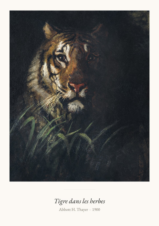 Tigre dans les herbes, Abbott H. Thayer | Affiche Art Premium